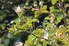 Capparis zeylanica